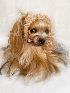 a small dog with long blonde hair wearing a knitted hat on top of it's head