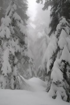 snow covered trees in the woods on a cloudy day