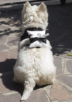 a small white dog wearing a black and white bow tie sitting on the ground in front of a car