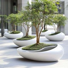 several white planters with small trees in them