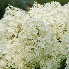 white flowers are blooming in the garden