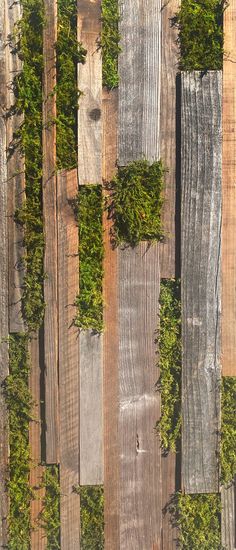 the wood is covered with green plants