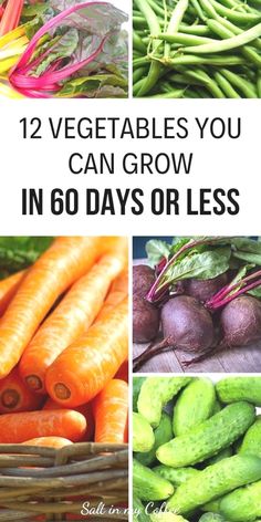 there are many vegetables that can grow in 60 days or less, including carrots and cucumbers