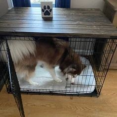 a brown and white dog in a cage next to a table with a paw print on it