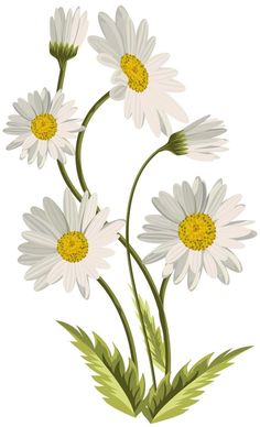 three white daisies with green leaves on a white background