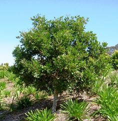 a small tree in the middle of a field