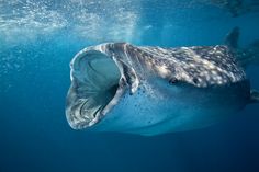 a large whale swimming in the ocean with its mouth open