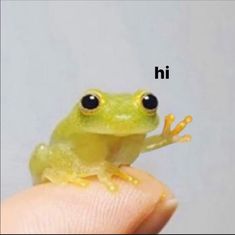 a small yellow frog sitting on top of a persons finger with the caption hi