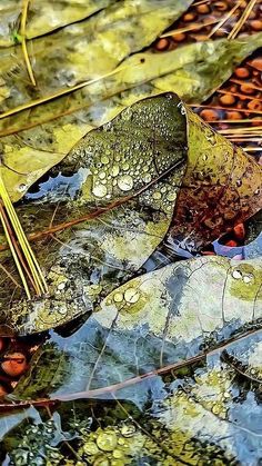 water droplets on leaves and grass in a pond