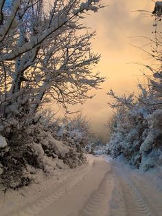 there is a snow covered path in the woods