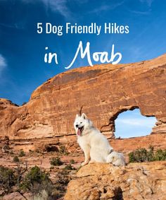 a white dog sitting on top of a rock with the words 5 dog friendly hikes in moab