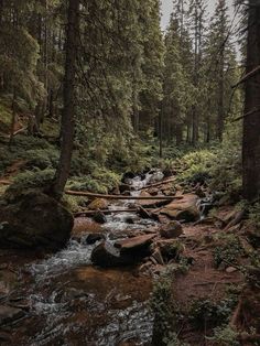 a small stream running through a forest filled with lots of trees and mossy rocks