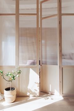 a potted plant sitting on top of a wooden floor next to an open door