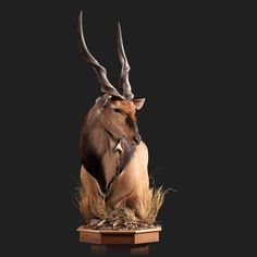 an antelope sitting on top of dry grass in front of a black background