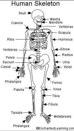 the human skeleton and its major skeletal bones, labeled in black text on a white background