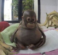 a baby monkey sitting on top of a pile of bananas next to some other bananas