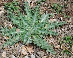 a green leafy plant on the ground