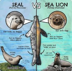 the differences between seal and sea lion