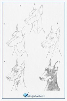 four different types of dogs are shown in this drawing lesson for beginners to learn how to draw them