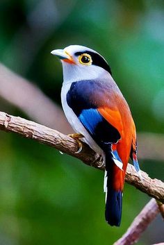 a colorful bird sitting on top of a tree branch