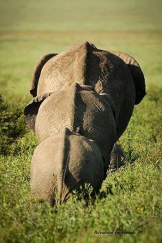 two elephants are walking in the grass together