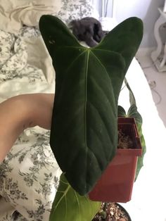 a person holding up a large green leaf in front of a cat on a bed