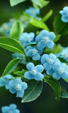 blue flowers with green leaves in the background