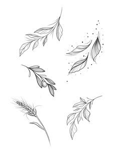 four different types of leaves on a white background