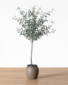 an olive tree in a pot on a wooden table