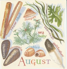 an illustration of sea shells and plants with the words august written below them on a white background