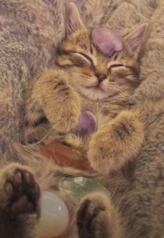 a small kitten sleeping on top of a blanket