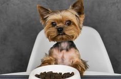 a small dog sitting in front of a white bowl with food on it's side