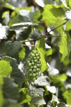 a bunch of green leaves hanging from a tree