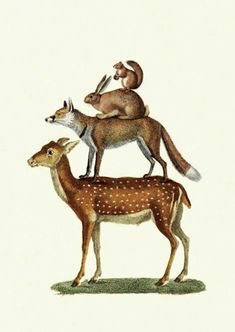 two animals standing on top of each other in front of a white background with the words fox and deer