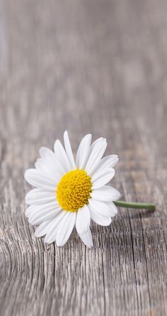 a single white daisy sitting on top of a wooden table