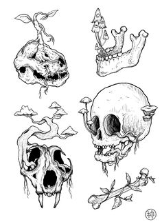 four skulls with different types of teeth and bones, all in black ink on white paper