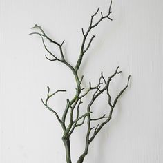 there is a plant that has been placed on the wall with no leaves in it