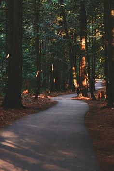 a path in the middle of a forest with lots of trees