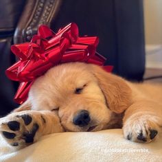 a puppy with a red bow on its head