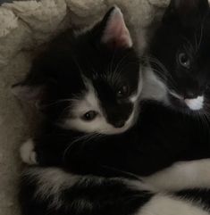 two black and white kittens cuddle together in a cat bed