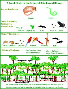 the food chain in tropical rainforests is shown with different types of plants and animals