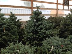 several rows of christmas trees in a greenhouse