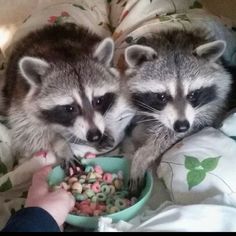 two raccoons eating food out of a bowl on top of a bed next to each other