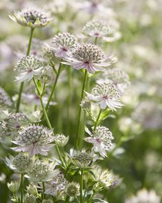 some white flowers are growing in the grass