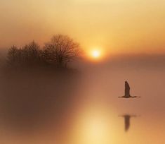 the bird is flying in the foggy sky over the water at sunset or dawn