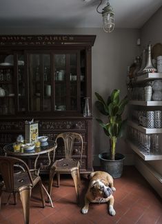 a dog laying on the floor next to a table