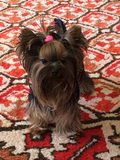 a small brown dog standing on top of a rug