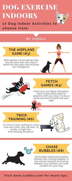 the top dog exercise indoor activities for dogs