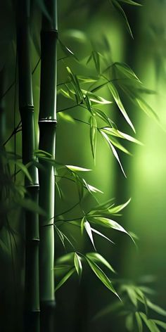 an image of some bamboo trees in the dark night time light with bright green leaves