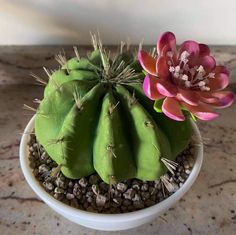 a green cactus with pink flowers in a white bowl